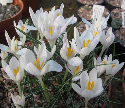 Crocus tommasinianus 'Albus' 